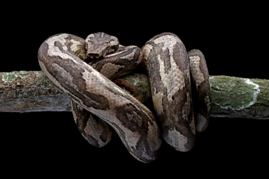 Didžiausios gyvatės pasaulyje: anakondos, smaugliai ir kiti milžinai