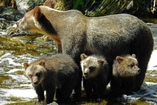 Meškos jauniklis: kaip auga ir kuo skiriasi nuo suaugusios meškos
