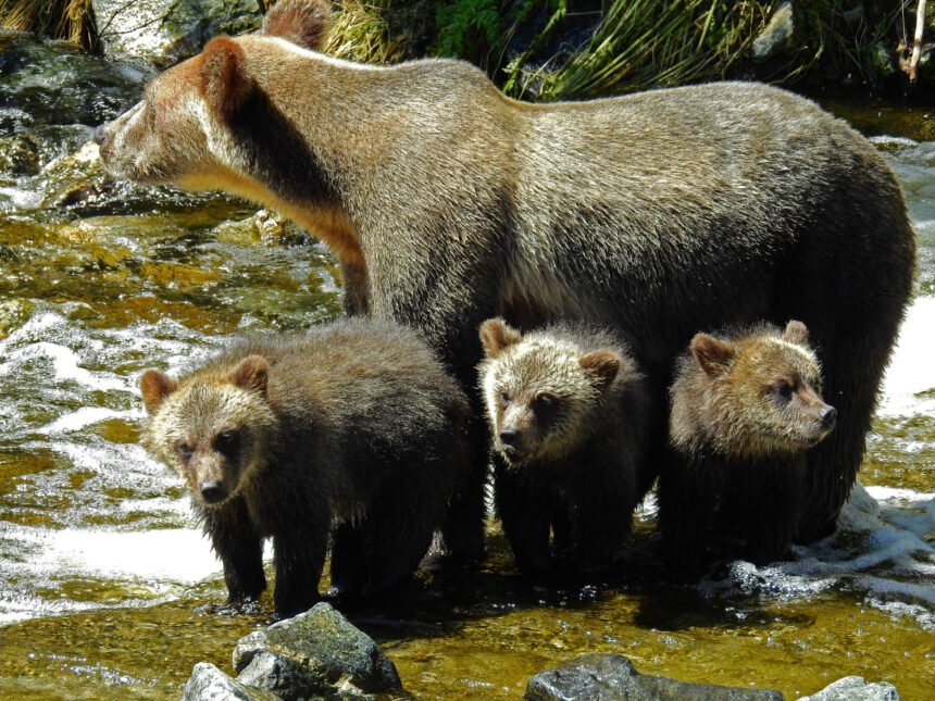 Meškos jauniklis: kaip auga ir kuo skiriasi nuo suaugusios meškos