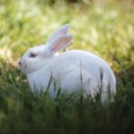 Triušių ligos: kaip atpažinti ir gydyti dažniausias problemas