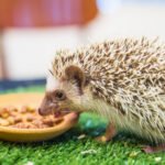 Ežio spyglių sandara ir paskirtis: kaip jie saugo gyvūną