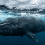 Grenlandinis banginis: ilgaamžiškumas ir gyvenimas Arkties vandenyse