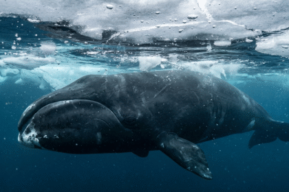 Grenlandinis banginis: ilgaamžiškumas ir gyvenimas Arkties vandenyse