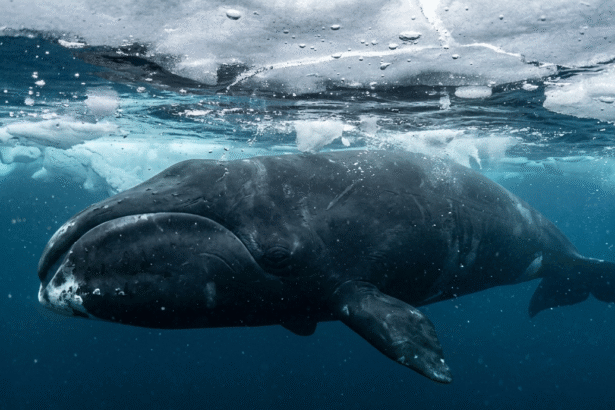 Grenlandinis banginis: ilgaamžiškumas ir gyvenimas Arkties vandenyse