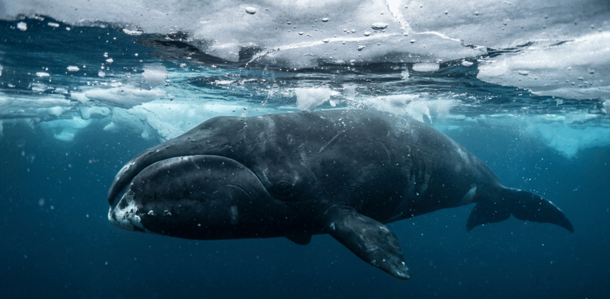 Grenlandinis banginis: ilgaamžiškumas ir gyvenimas Arkties vandenyse