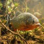 Piranijų dantys: sandara, aštrumas ir įdomūs faktai