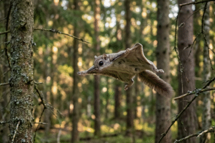 Skraidančioji voverė: kuo ypatinga voverė skraiduolė ir kaip ji gyvena