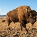 Stepinis bizonas: išnykusio gyvūno kilmė, išvaizda ir gyvenimo būdas