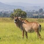 Arklinė antilopė: viena didžiausių Afrikos antilopių rūšių