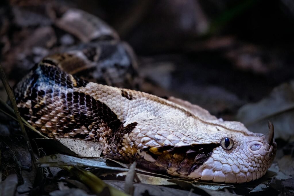 Afrikos gyvatės: kuo jos išskirtinės