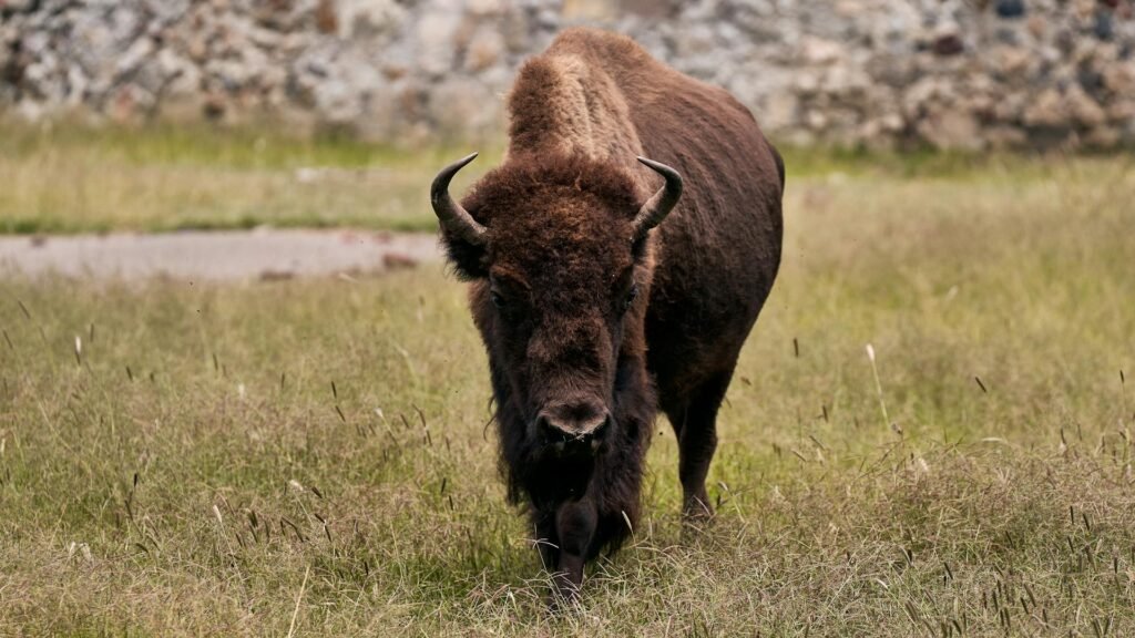 Įdomūs faktai apie bizonus (stumbrus)
