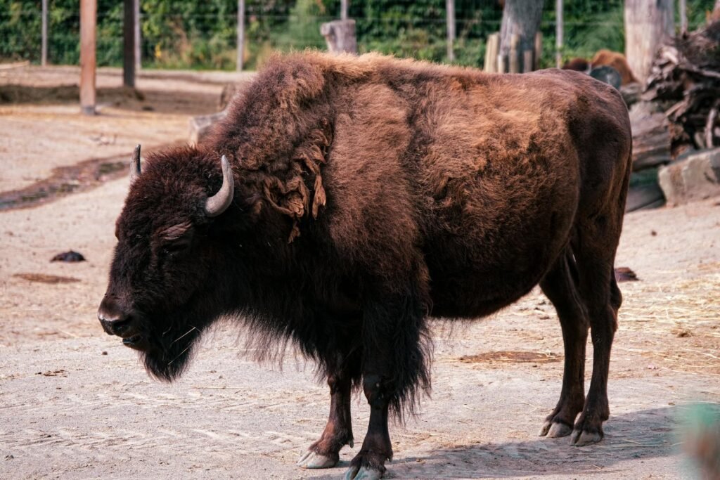 Bizonų (stumbrų) elgsena ir gyvenimo būdas
