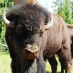 Bizonas Lietuvoje: ar gyvena, kur aptinkamas ir įdomūs faktai