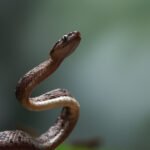 Gyvatės Lietuvoje: rūšys, ar jos nuodingos ir kaip atpažinti