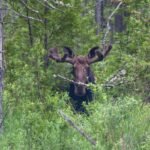 Briedžio išmatos: kaip jas atpažinti ir ką jos pasako apie gyvūno būklę