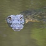 Krokodilai ir aligatoriai: skirtumai, rūšys ir paplitimas pasaulyje