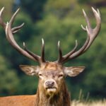 Elnio pėdsakai ir išmatos: kaip atpažinti gamtoje