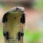 Gyvatės įkandimas: kaip atrodo, ką daryti ir kada kreiptis pagalbos