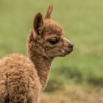 Kuo skiriasi lama nuo alpakos: pagrindiniai skirtumai, išvaizda ir ypatybės