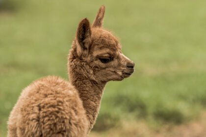 Kuo skiriasi lama nuo alpakos: pagrindiniai skirtumai, išvaizda ir ypatybės