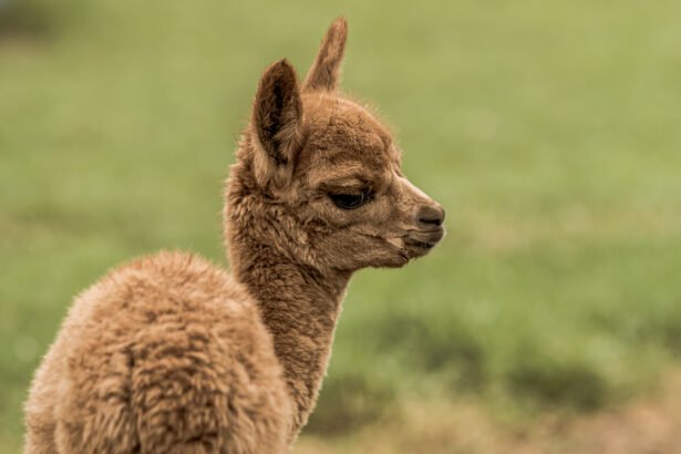 Kuo skiriasi lama nuo alpakos: pagrindiniai skirtumai, išvaizda ir ypatybės