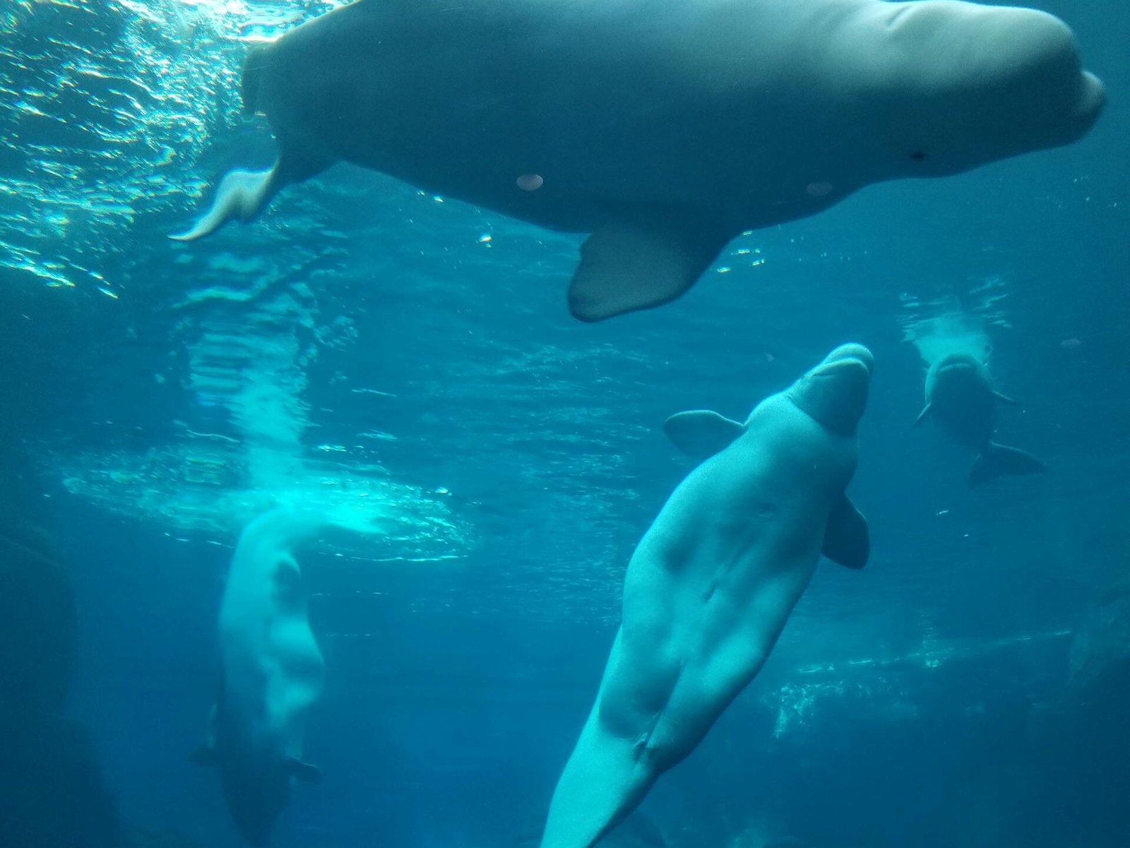 Ar dantytieji banginiai pavojingi žmogui