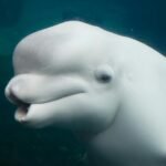 Dantytieji banginiai: rūšys, dantys ir kuo jie skiriasi nuo kitų banginių