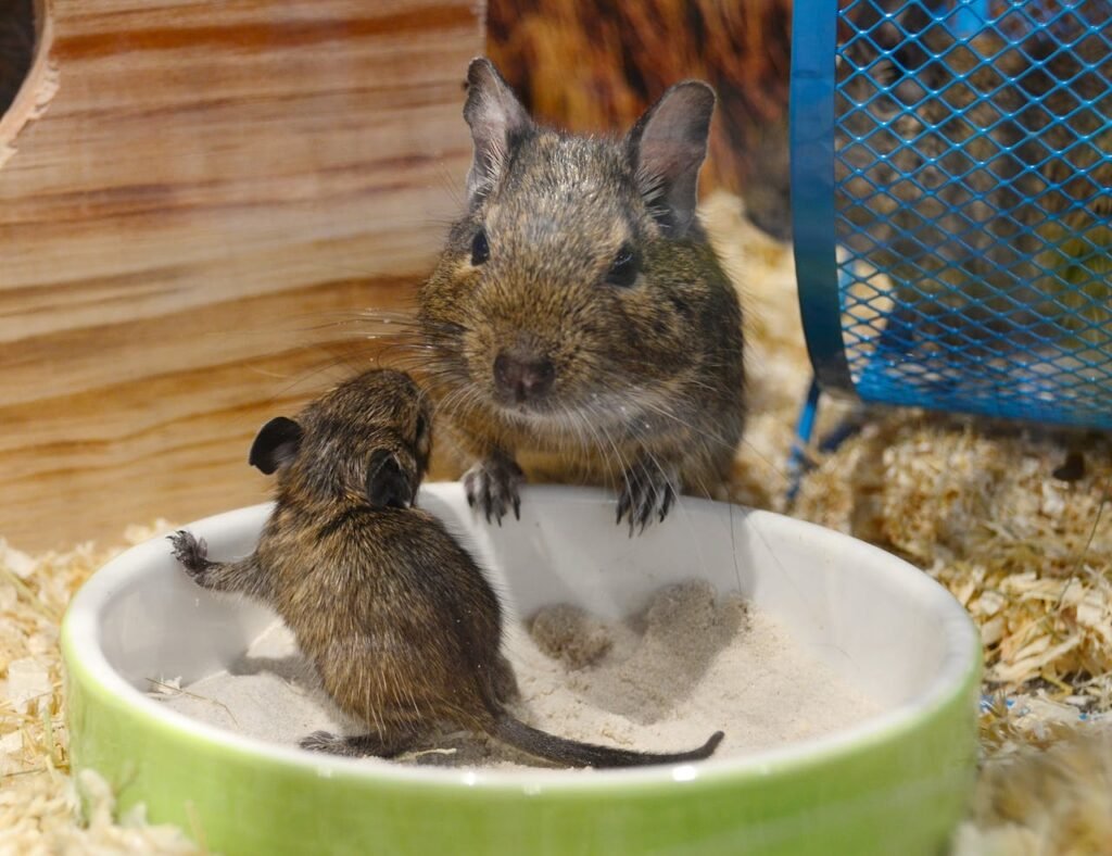 Degu voverė: kuo ji skiriasi ir ar verta ją auginti