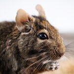 Degu voverė: kas tai per gyvūnas ir kuo jis skiriasi nuo įprastos voverės