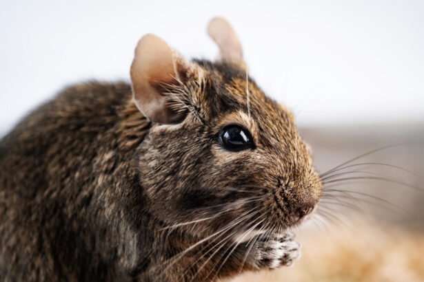 Degu voverė: kas tai per gyvūnas ir kuo jis skiriasi nuo įprastos voverės