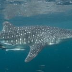 Didžiausi rykliai pasaulyje: didysis baltasis, tigrinis ir jų ypatybės