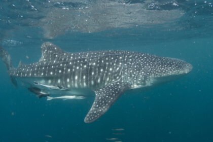 Didžiausi rykliai pasaulyje: didysis baltasis, tigrinis ir jų ypatybės