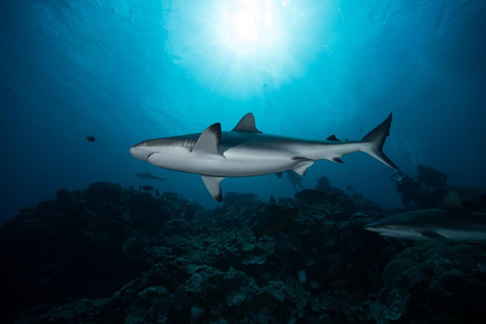 Didžiausi rykliai pasaulyje: ką svarbiausia žinoti