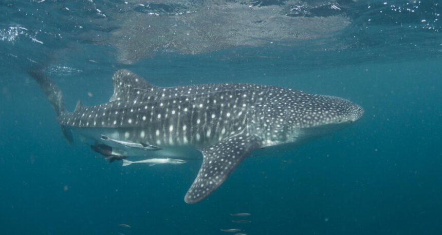 Didžiausi rykliai pasaulyje: didysis baltasis, tigrinis ir jų ypatybės