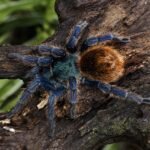 Egzotiniai ir įspūdingi vorai: tarantulai, paukštėdos ir kt.