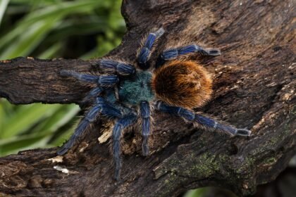 Egzotiniai ir įspūdingi vorai: tarantulai, paukštėdos ir kt.