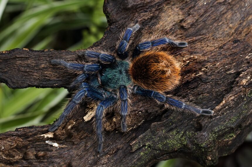 Egzotiniai ir įspūdingi vorai: tarantulai, paukštėdos ir kt.