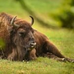 Bizonas ir stumbras: skirtumai, panašumai ir europinis bizono giminaitis