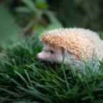 Ežys: rūšys, mityba, gyvenimo būdas ir ypatybės