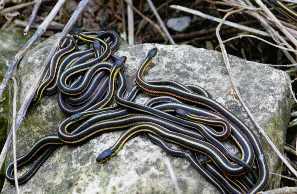 Gyvačių gyvenimas: ką svarbiausia suprasti