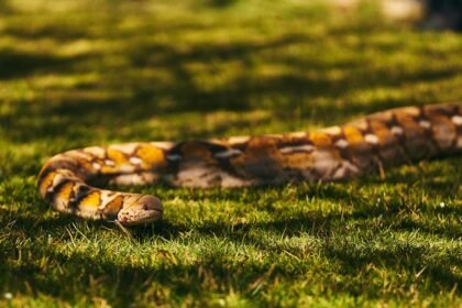 Gyvačių gyvenimas: kiaušiniai, elgsena ir biologiniai ypatumai