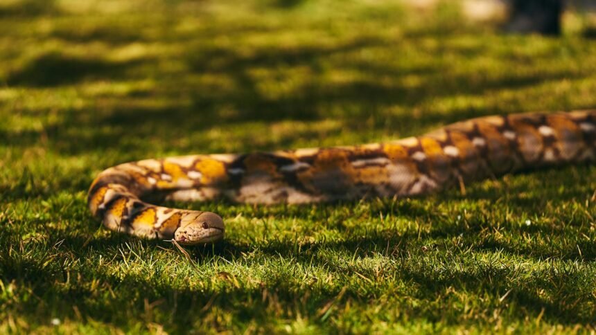 Gyvačių gyvenimas: kiaušiniai, elgsena ir biologiniai ypatumai