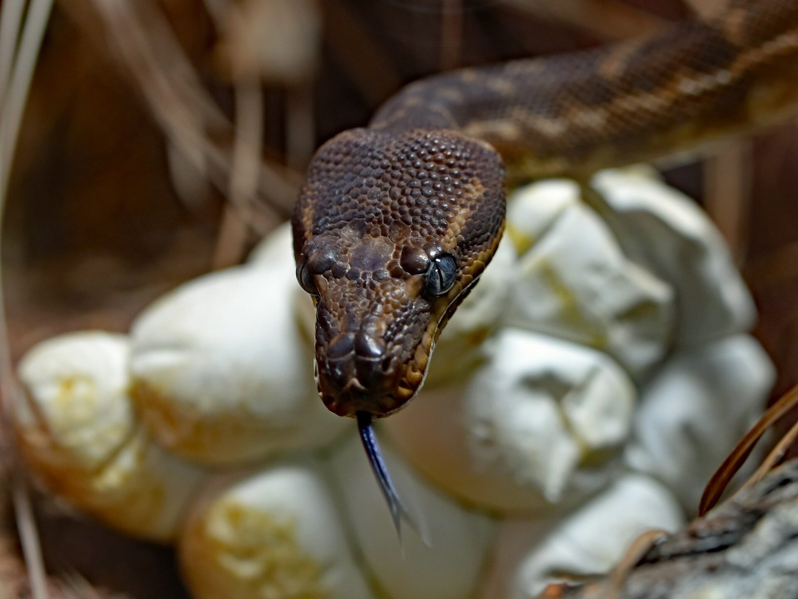 Kaip gyvatės dauginasi