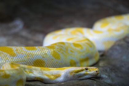 Gyvačių rūšys pasaulyje: nuo nenuodingų iki pavojingiausių