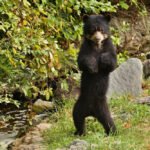 Himalajinis lokys: Azijos lokys ir jo gyvenimo ypatybės