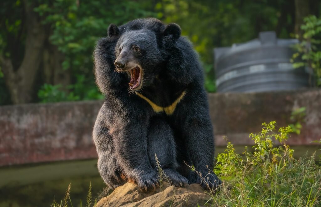 Kuo minta Himalajinis lokys