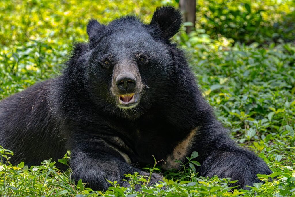 Himalajinis lokys: kuo jis išsiskiria tarp kitų lokių