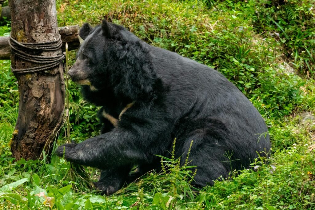 Kaip Himalajinis lokys prisitaikęs prie savo aplinkos