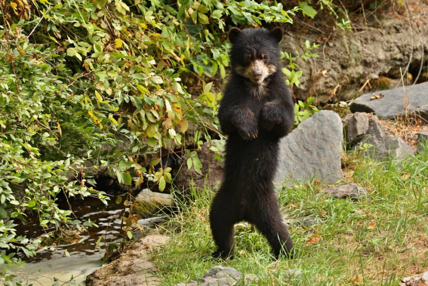 Himalajinis lokys: Azijos lokys ir jo gyvenimo ypatybės