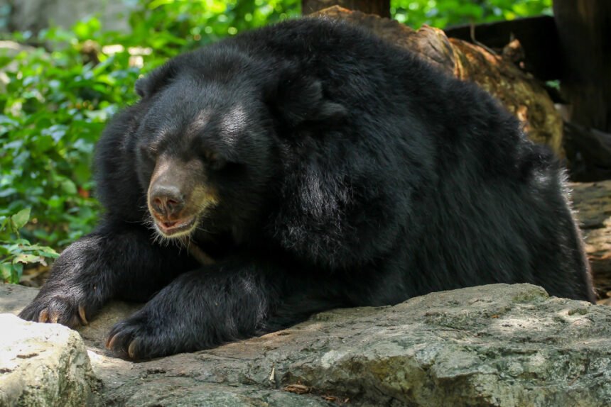 Ilgalūpis lokys: išskirtinė išvaizda ir mityba